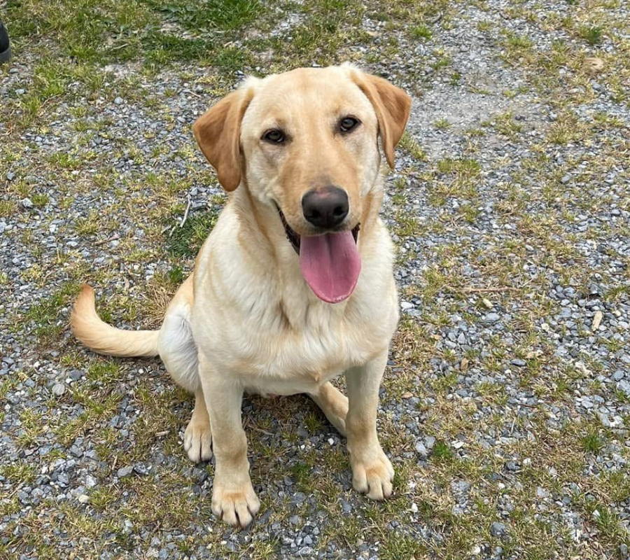OFF LEASH DOG TRAINING