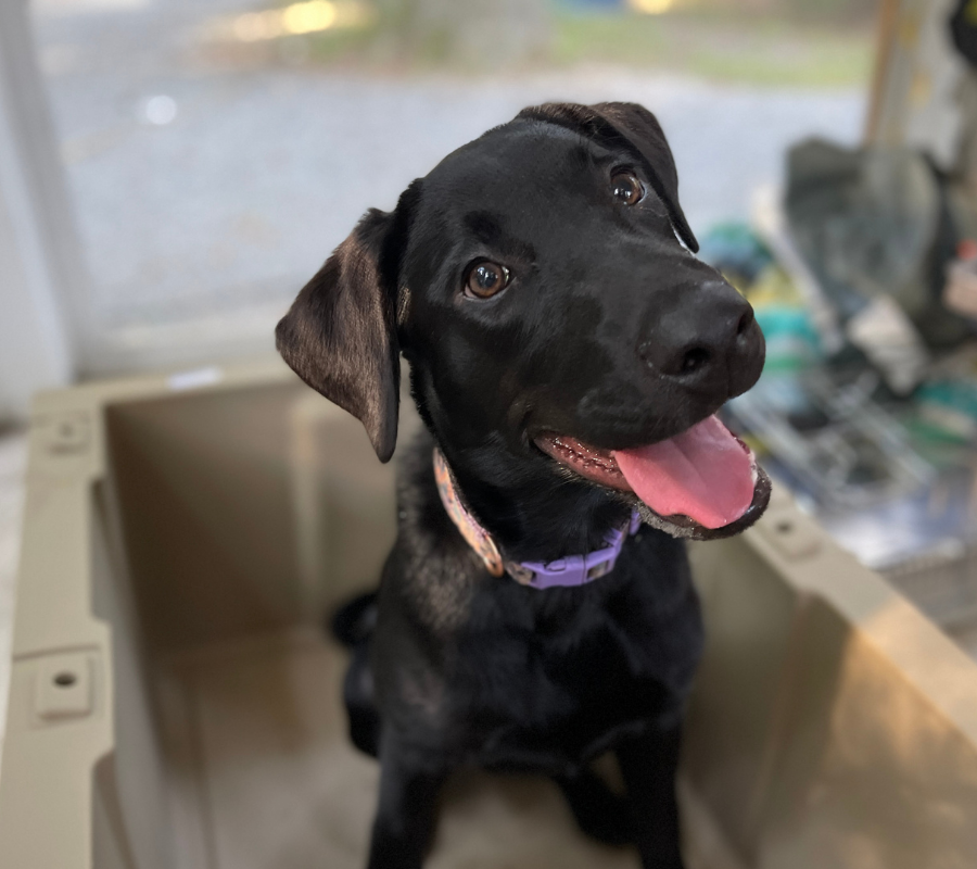 PUPPY TRAINING